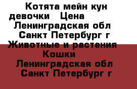 Котята мейн-кун девочки › Цена ­ 13 000 - Ленинградская обл., Санкт-Петербург г. Животные и растения » Кошки   . Ленинградская обл.,Санкт-Петербург г.